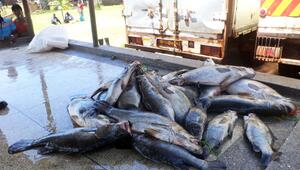 Invasive grosse Tiere in Seen: Jede zweite Art macht Probleme