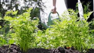 Kräuter richtig kombinieren – Tipps für ihren Garten und Balkon
