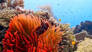 Raja Ampat in Gefahr: Paradies durch E-Auto-Batterien bedroht