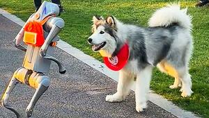 Kein Zurückweichen: Mutiger Husky legt sich mit Roboterhund an