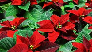 weihnachten pflanzen giftig