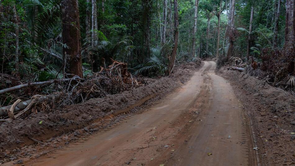 Amazonas, Regenwald