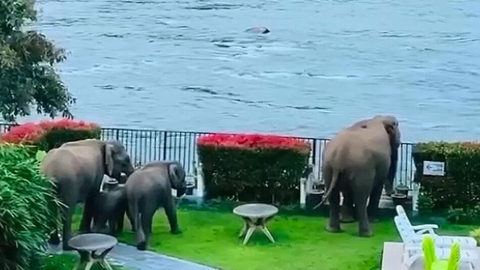 Dreiste Dickhäuter: Elefanten brechen in Resort ein und geniessen die Aussicht