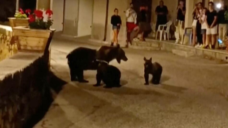 Braunbärenfamilie in Italien