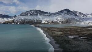 Seeelefanten sterben in Süd-Georgien durch die Vogelgrippe