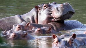 Invasive grosse Tiere in Seen: Jede zweite Art macht Probleme