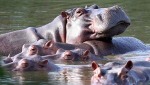 Invasive grosse Tiere in Seen: Jede zweite Art macht Probleme