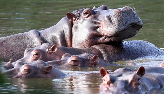 Invasive grosse Tiere in Seen: Jede zweite Art macht Probleme