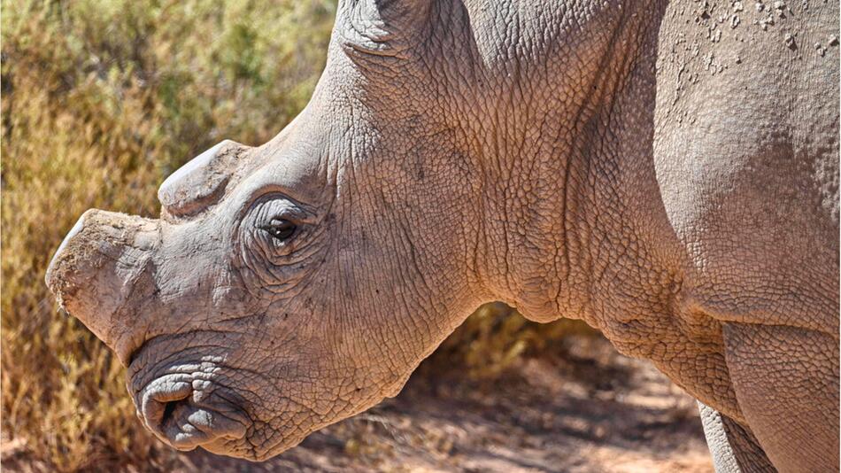 Nashorn