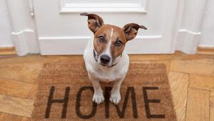 Ein Hund auf einem Sofa