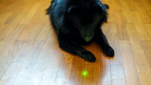 Hund mit Laserpointer