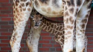 Nachwuchs bei den Rothschild-Giraffen im Berliner Tierpark