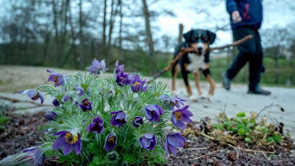 Ein Mann spaziert mit seinem Hund durch einen Park