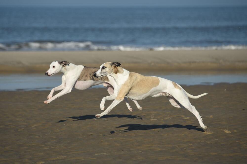 Zwei Whippets rennen über einen Strand