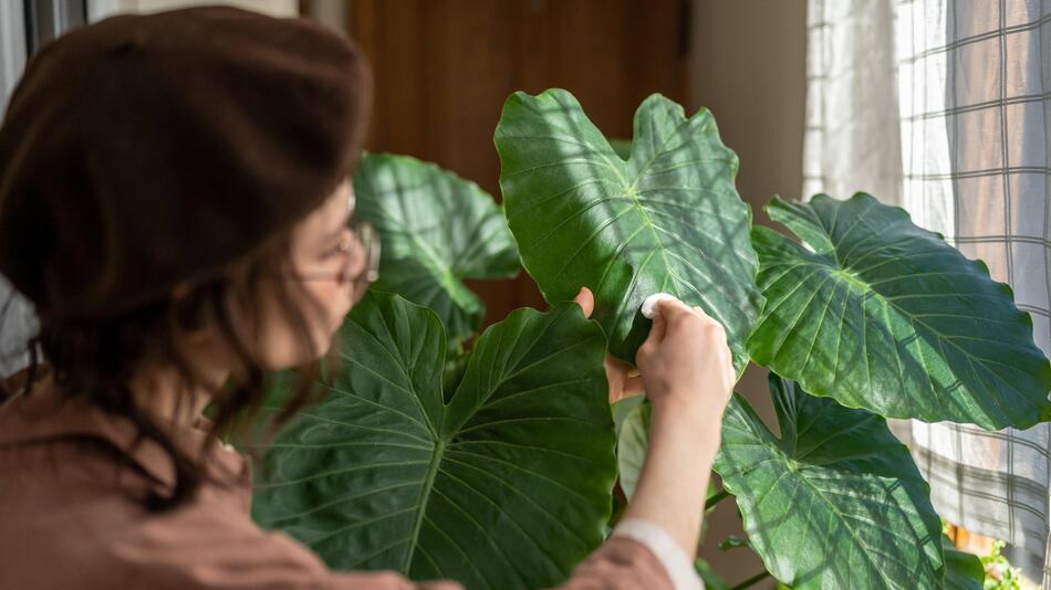 Alocasia-Zimmerpflanze