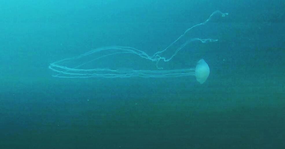 Qualle mit riesigen Tentakeln schwimmt auf Taucher zu | GMX.CH
