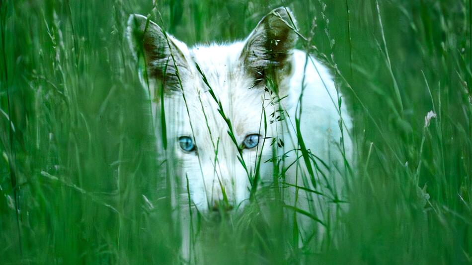 Seltene Entdeckung: Weisser Fuchs mit blauen Augen in Bayern gesichtet