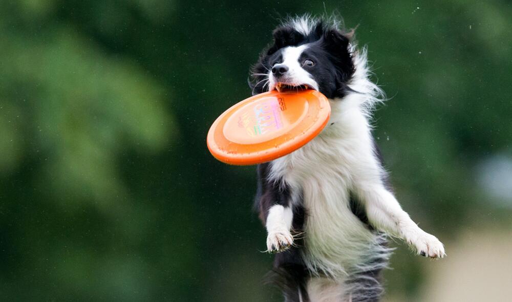 Border Collie fängt bei einem Tunier einen Frisbee