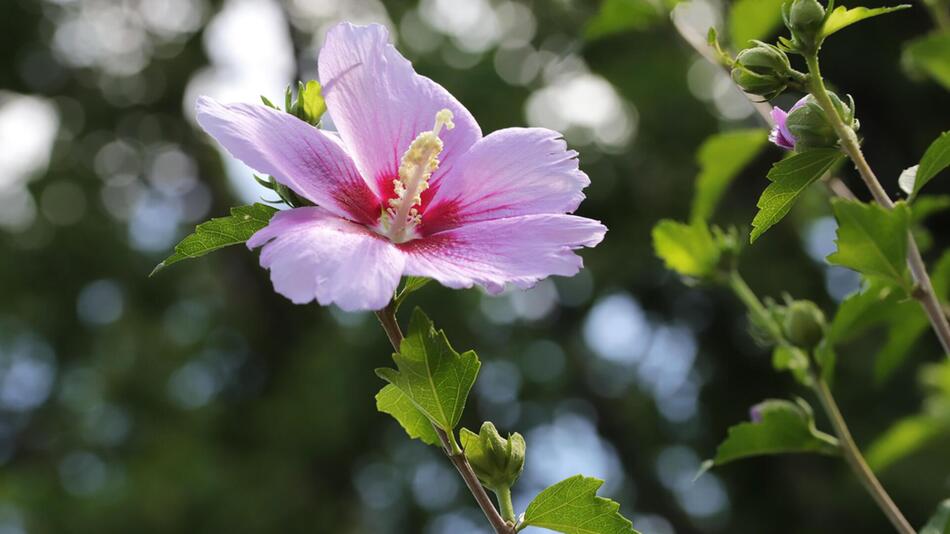 hibiskus schneiden