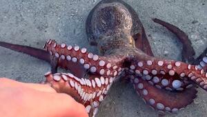 Strandbesucher begrüsst – Tintenfisch kriecht in Ibiza aus dem Wasser