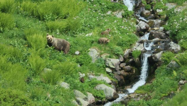Freilebende Bären in der Slowakei