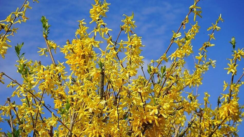 Forsythien schneiden