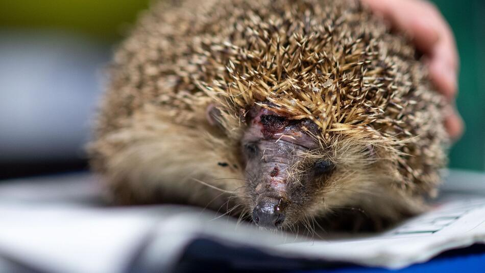 Tödliche Gefahr für Igel - Mähroboter