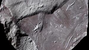 Hautabdrücke Reptilien