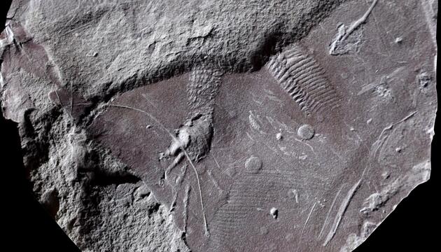 Hautabdrücke Reptilien