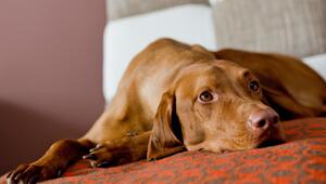 Vizsla liegt auf einem Sofa