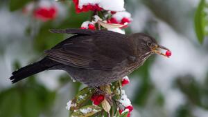 Amsel sitzt mit Beere im Schnabel auf einem verschneiten Ast
