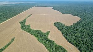 Für Sojaanbau gerodete Fläche im Amazonas-Regenwald