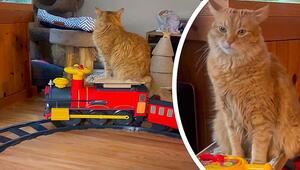 Alles einsteigen! Neugieriger Kater geniesst Fahrt auf Weihnachtszug