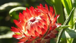 Strohblume