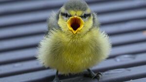 Vogelküken stürzen sich aus heissen Nestern