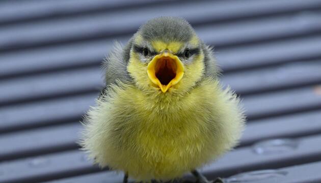 Vogelküken stürzen sich aus heissen Nestern