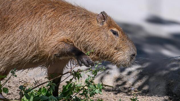 Capybara