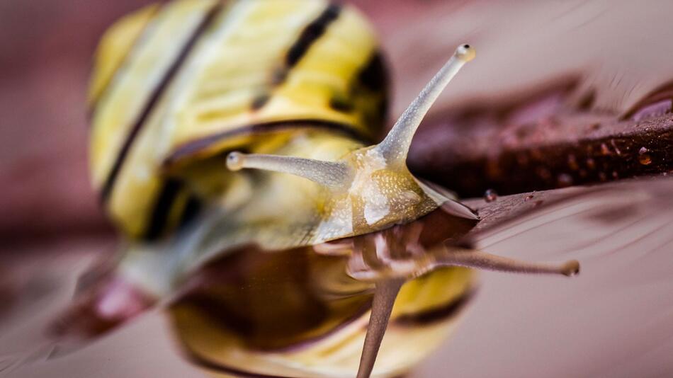 Eine kleine Schnecke spiegelt sich im Wasser