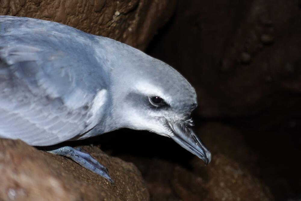 Mäuse bedrohen seltene Vogelart auf Atlantikinsel