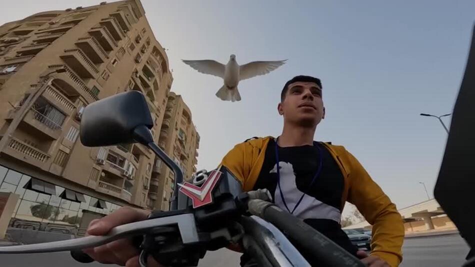 Taubentrainer in Kairo hat einen ganz besonderen Vogel