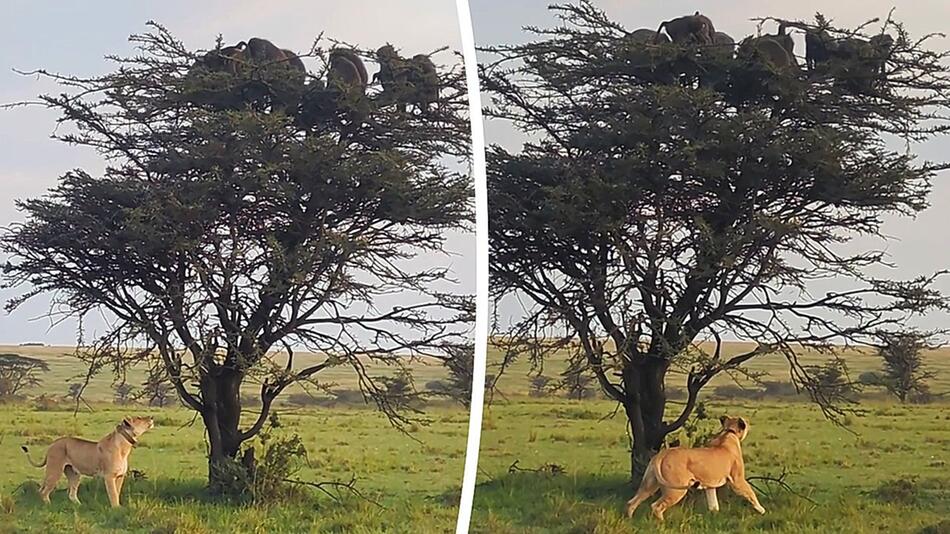 Keine Flucht möglich: Hungrige Löwin hält Paviane auf Baum fest