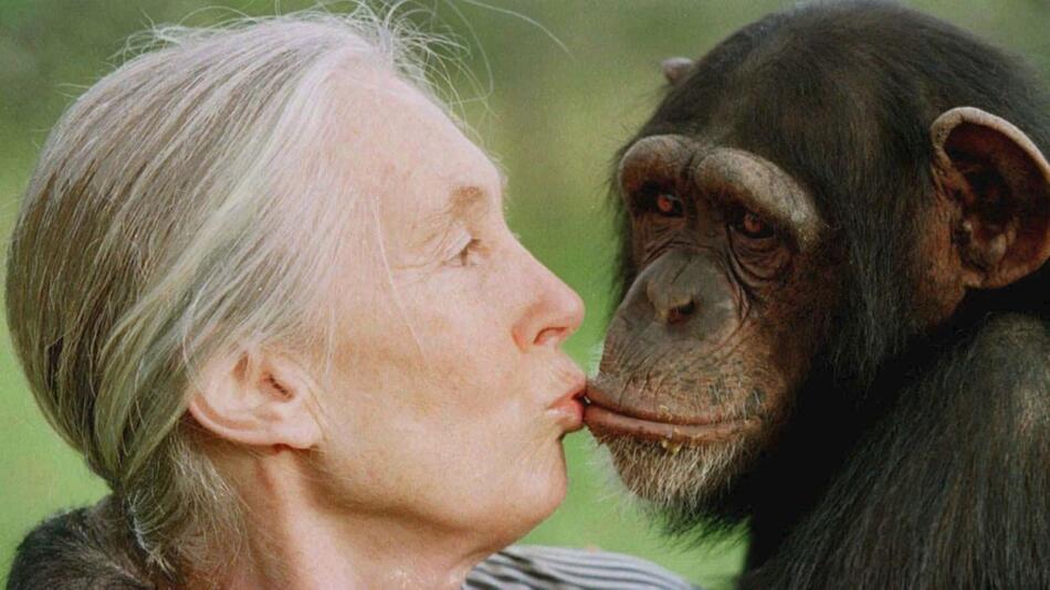 Mit 91 Jahren: "Schimpansen-Mama" Jane Goodall ist tot