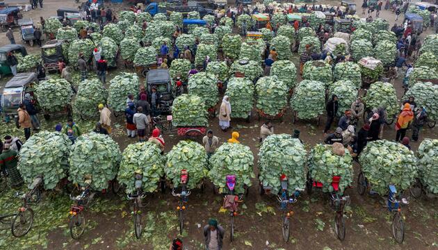 Gemüsemarkt, Bauern liefern Kohl