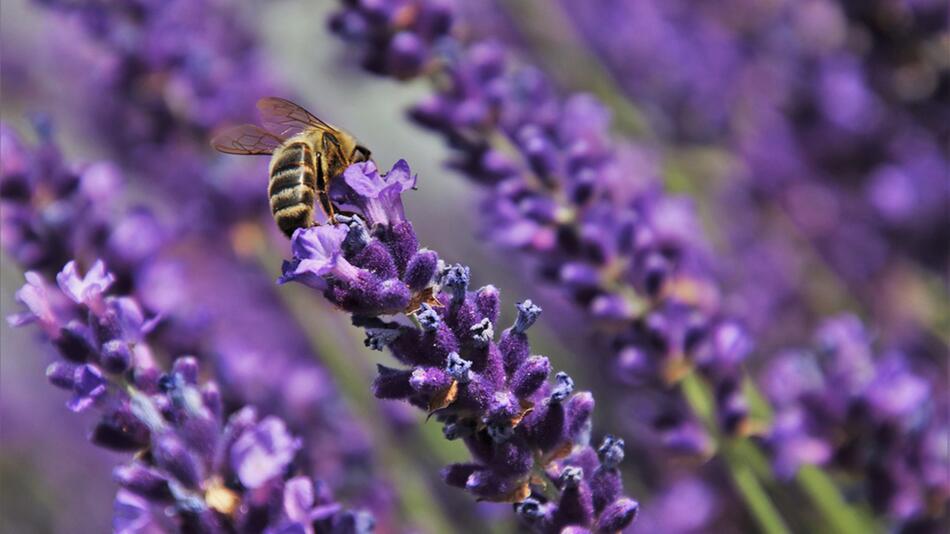 Wie deine Balkonpflanzen Bienen töten, anstatt sie zu retten
