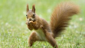 Eichhörnchen als Symbol des Teufels