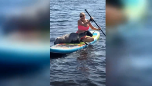 Rettung mit Paddleboards: Mutter und Tochter ziehen Schaf aus dem Wasser