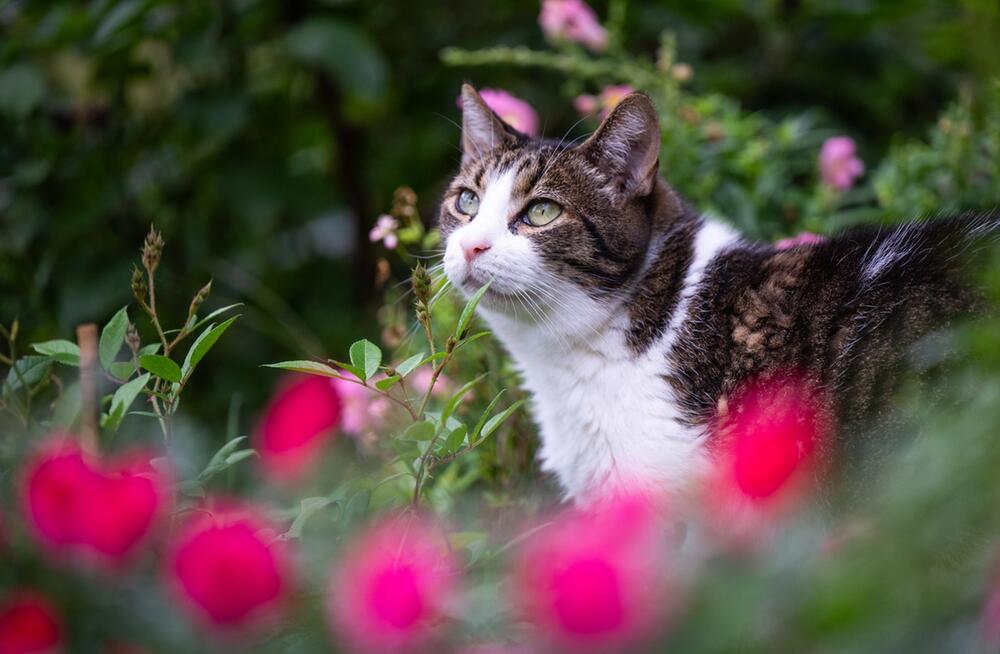 Katze sitzt zwischen Blumen in einem Garten