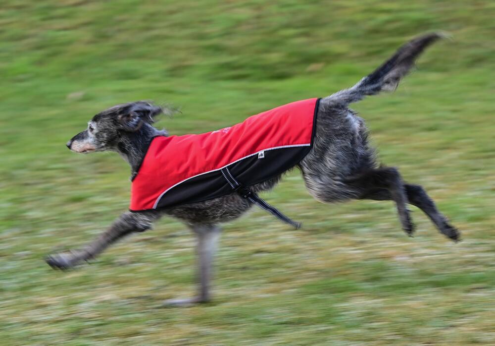 Windhund trägt einen Mantel