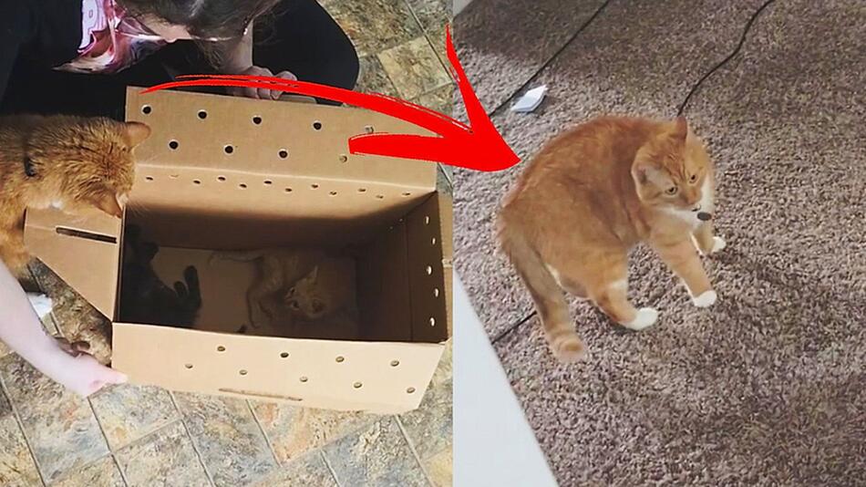 Kater bekommt neue Mitbewohner – und ist gar nicht begeistert