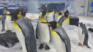 Studie: Pinguine fühlen sich besonders von weissem Plastik angezogen